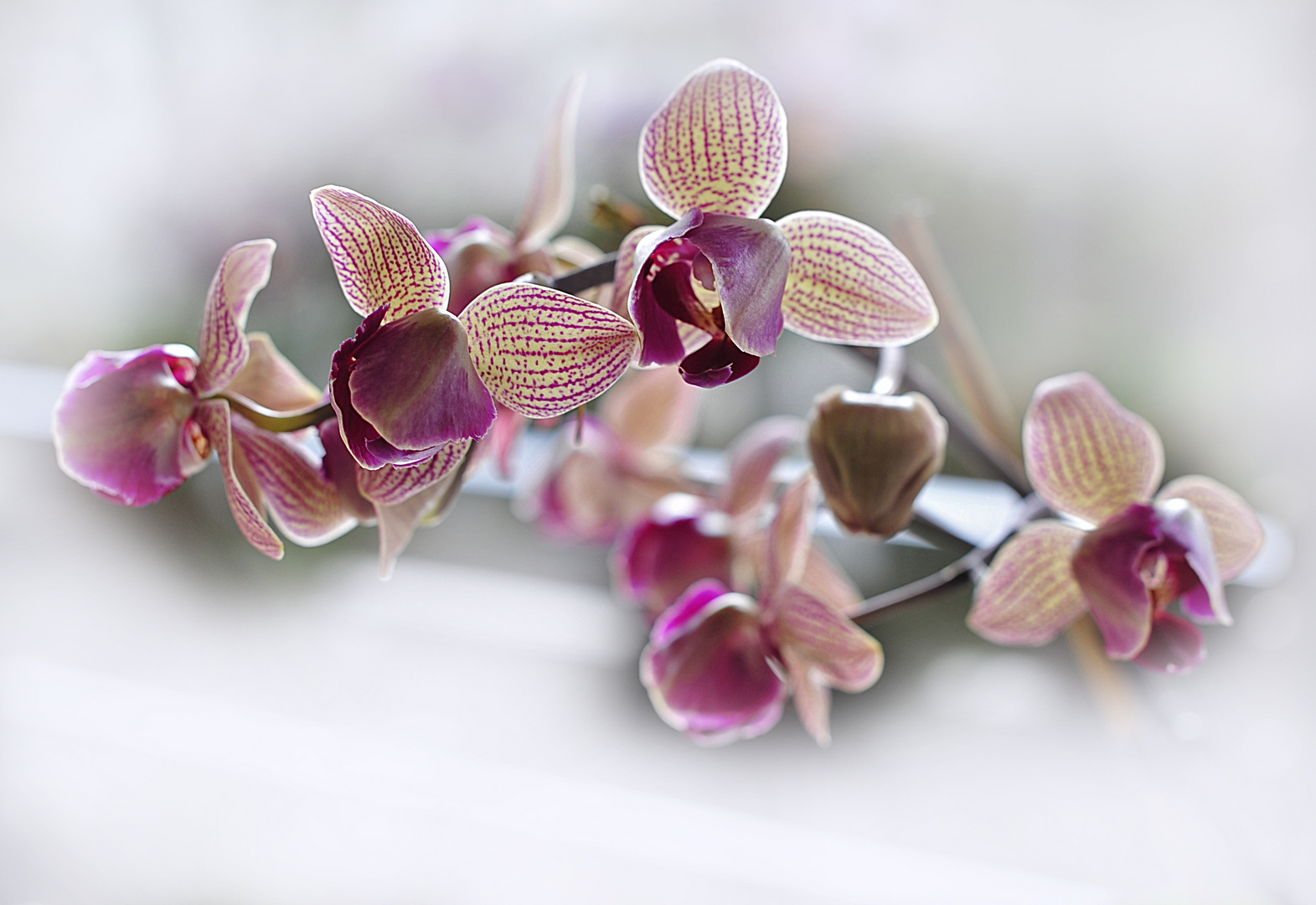 ORCHIDEE No. 2