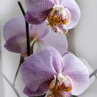 ORCHIDEE No. 3