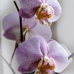 ORCHIDEE No. 3