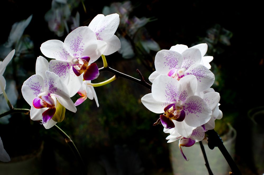 ORCHIDEE No. 4