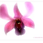 Orchidee No.1