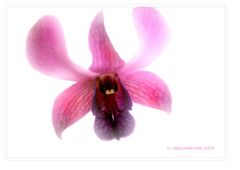 Orchidee No.1