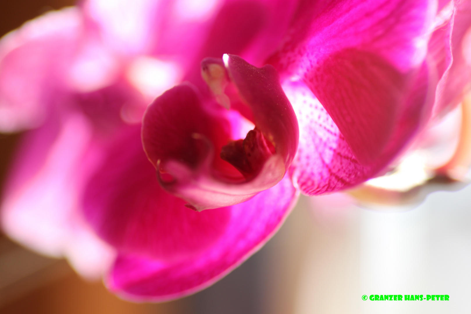 Orchidee No.2