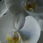 Orchidee no.2