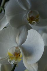 Orchidee no.2