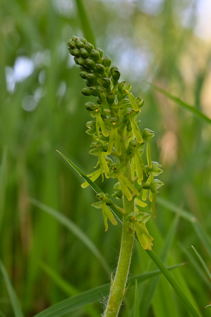 Orchidee noch grün