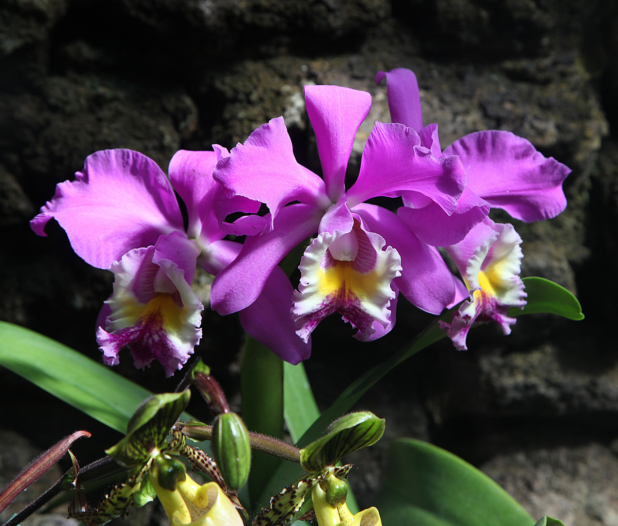 Orchidee noch namenlos