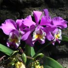 Orchidee noch namenlos
