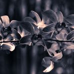 Orchidee Noire