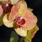 Orchidee Nr. 14