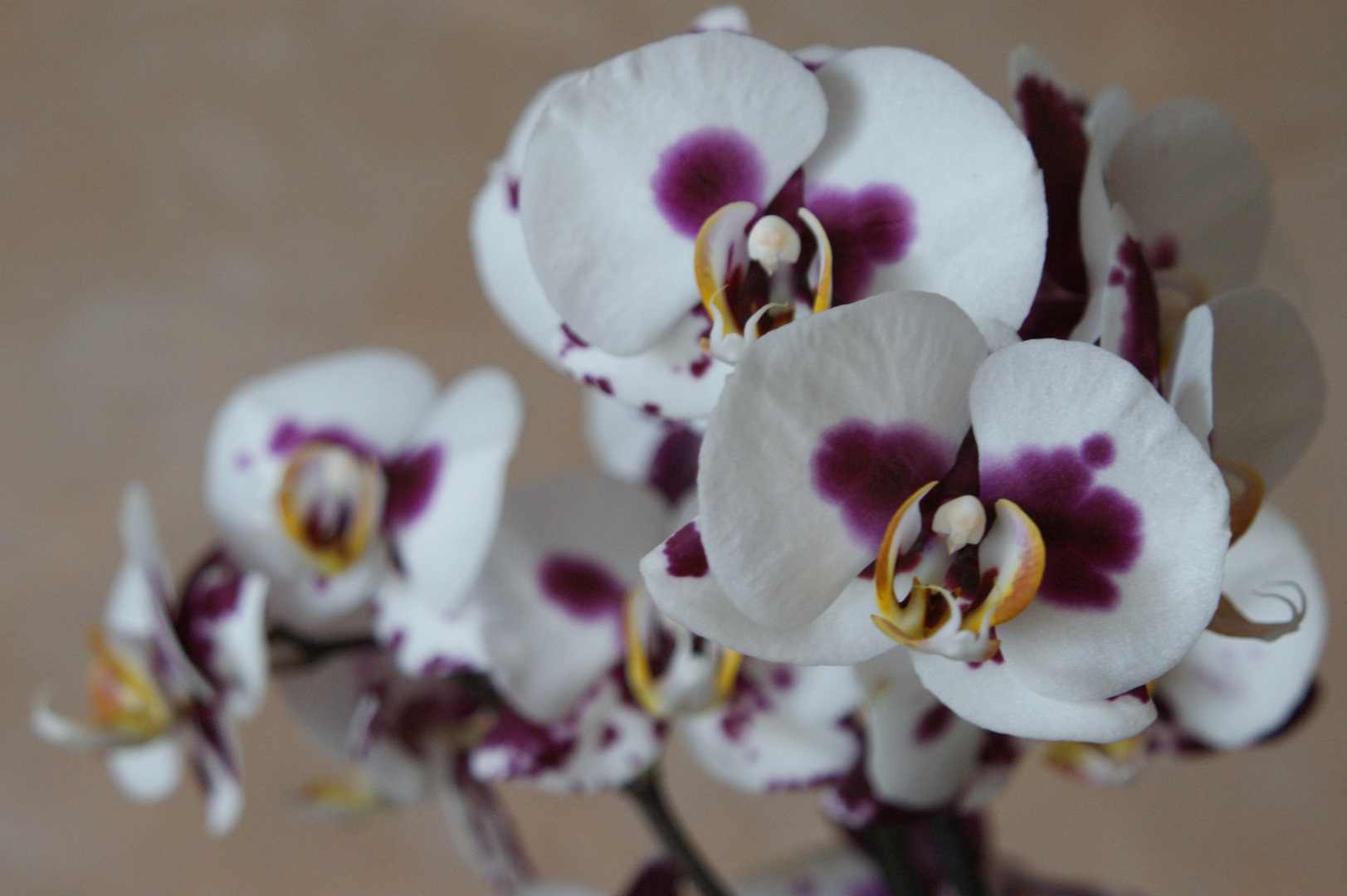 Orchidee Nr. 2
