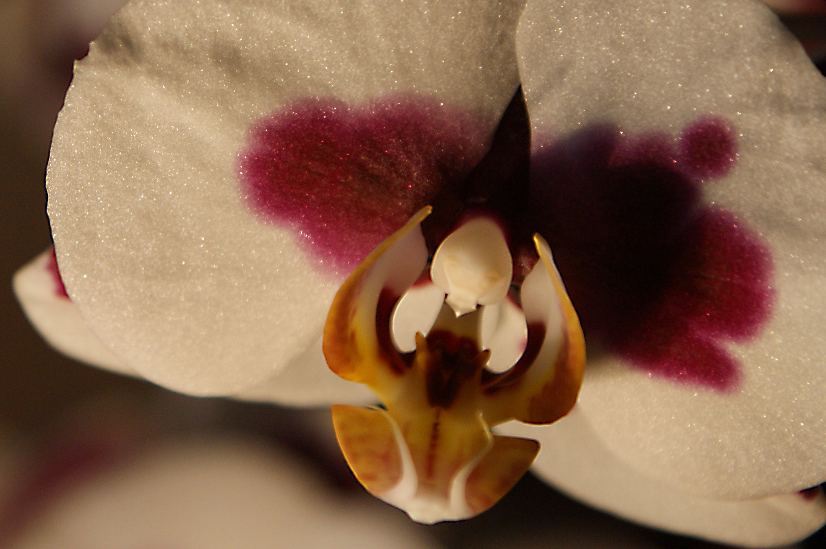 Orchidee Nr. 3