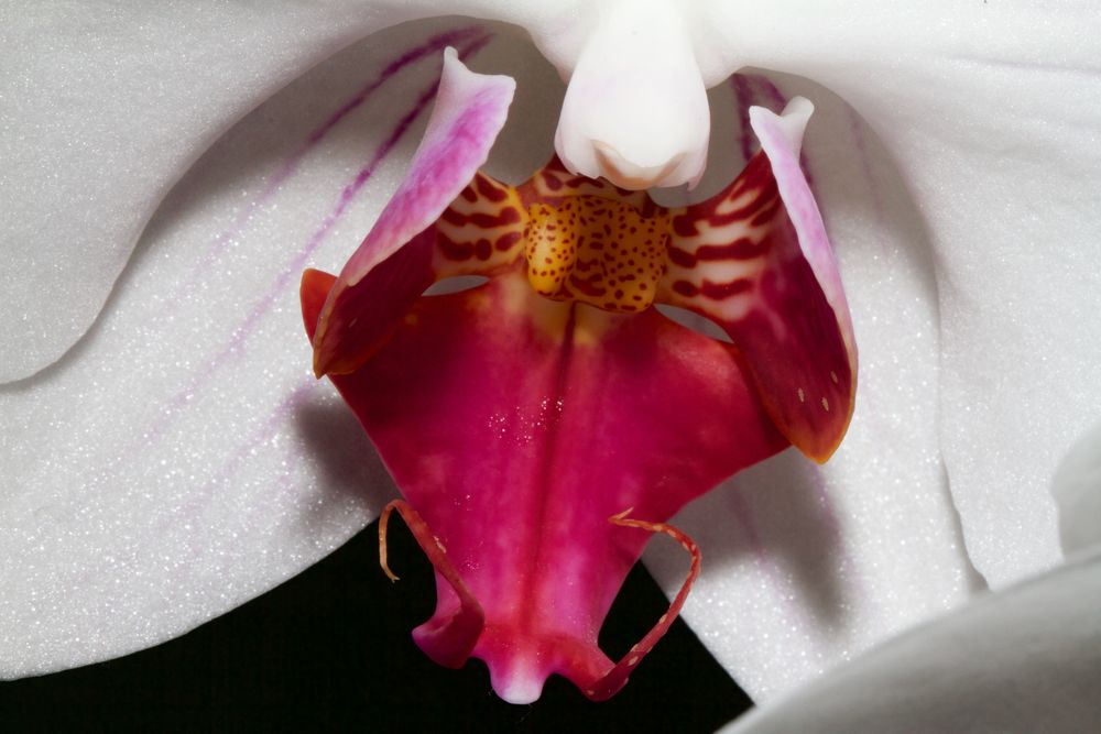 Orchidee Nr. 7480