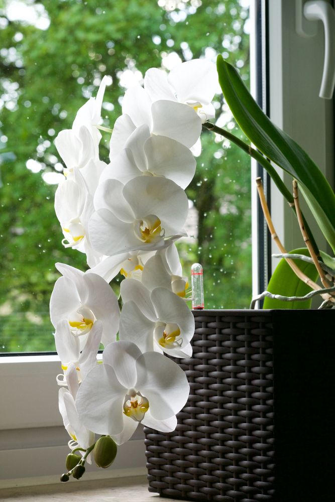 Orchidee Nr. 8113