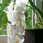 Orchidee Nr. 8113