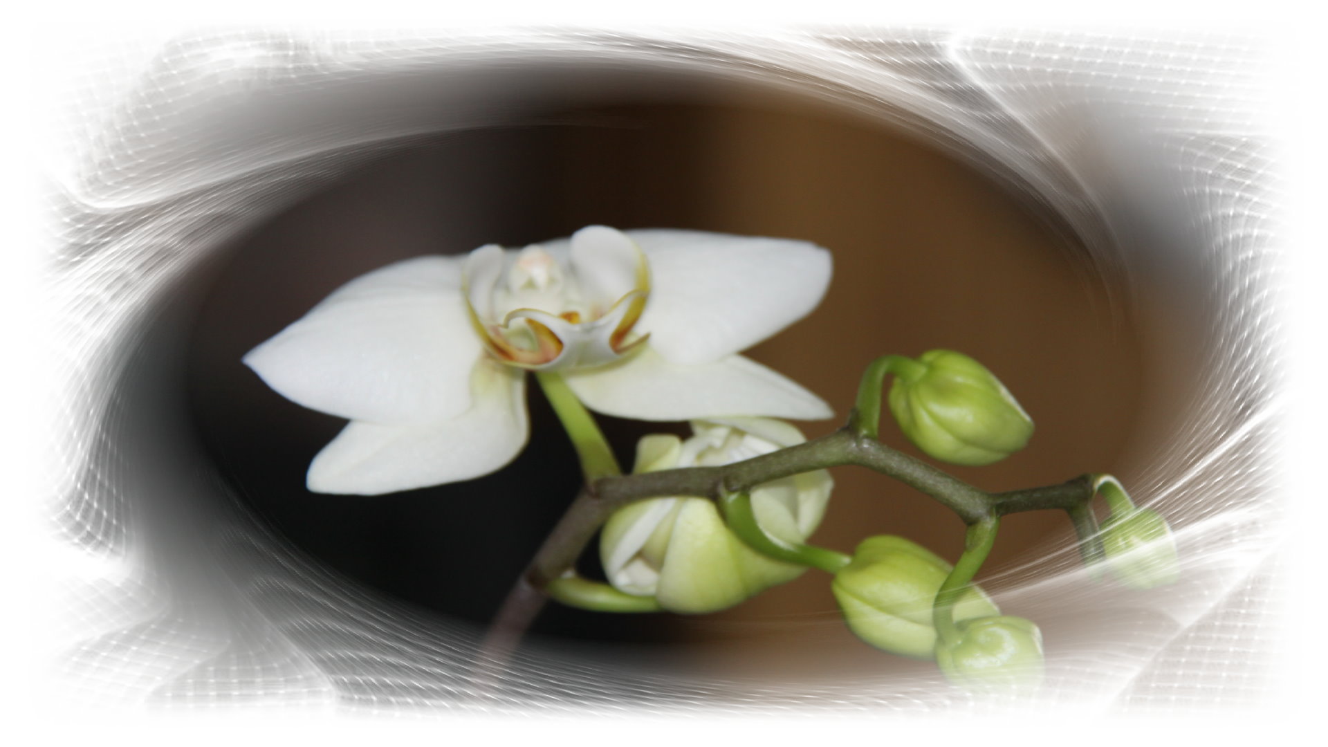 Orchidee Nr.1