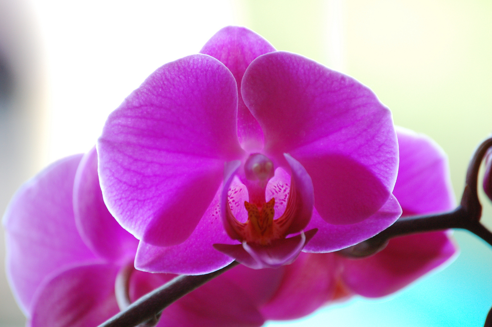 Orchidee Nr.2