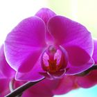 Orchidee Nr.2