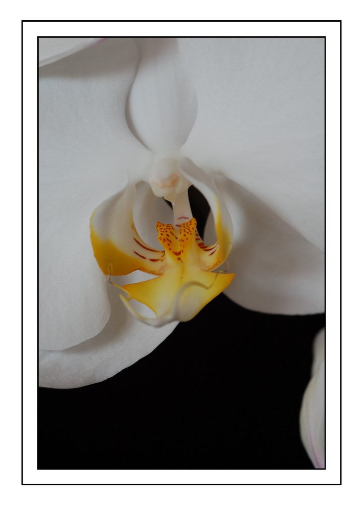 Orchidee Nummer 2