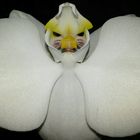 Orchidee... oder ein Geist ???