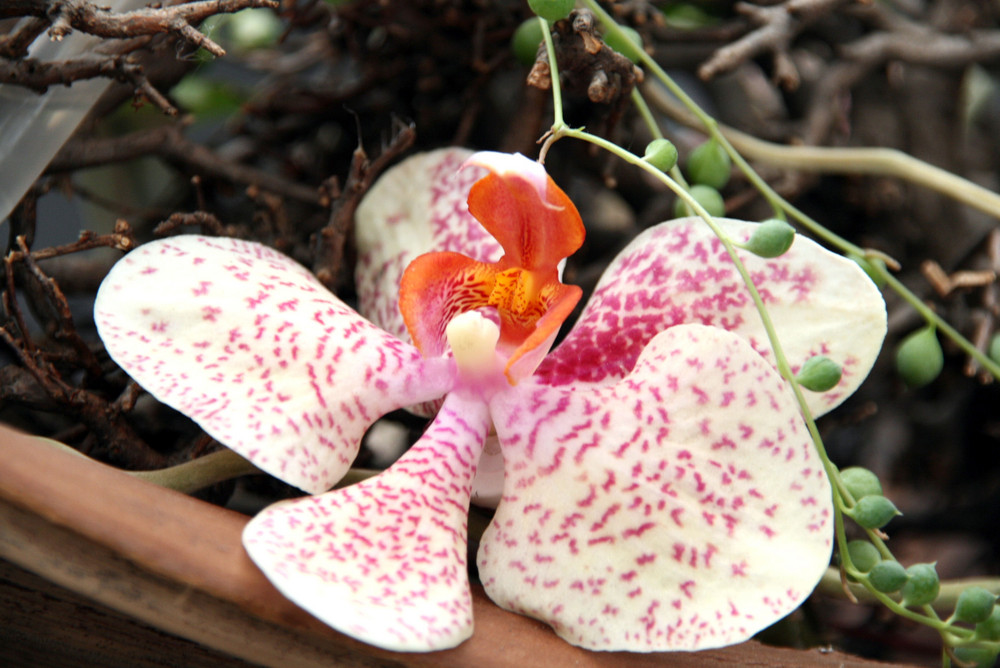 Orchidee oder Schiffsschraube - BUGA Schwerin