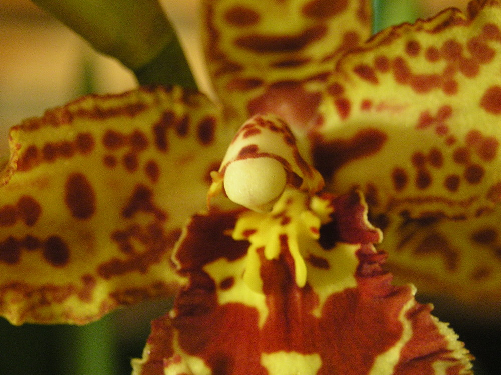 Orchidee Odontocidium hansueli isler