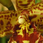 Orchidee Odontocidium hansueli isler