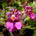 Orchidee Oncidium Catherine Wilson-Passonata