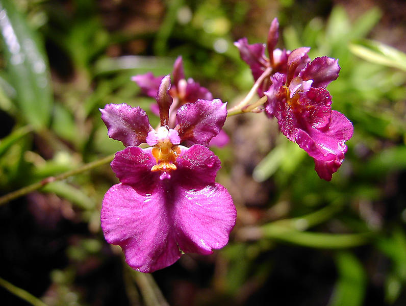Orchidee Oncidium Catherine Wilson-Passonata