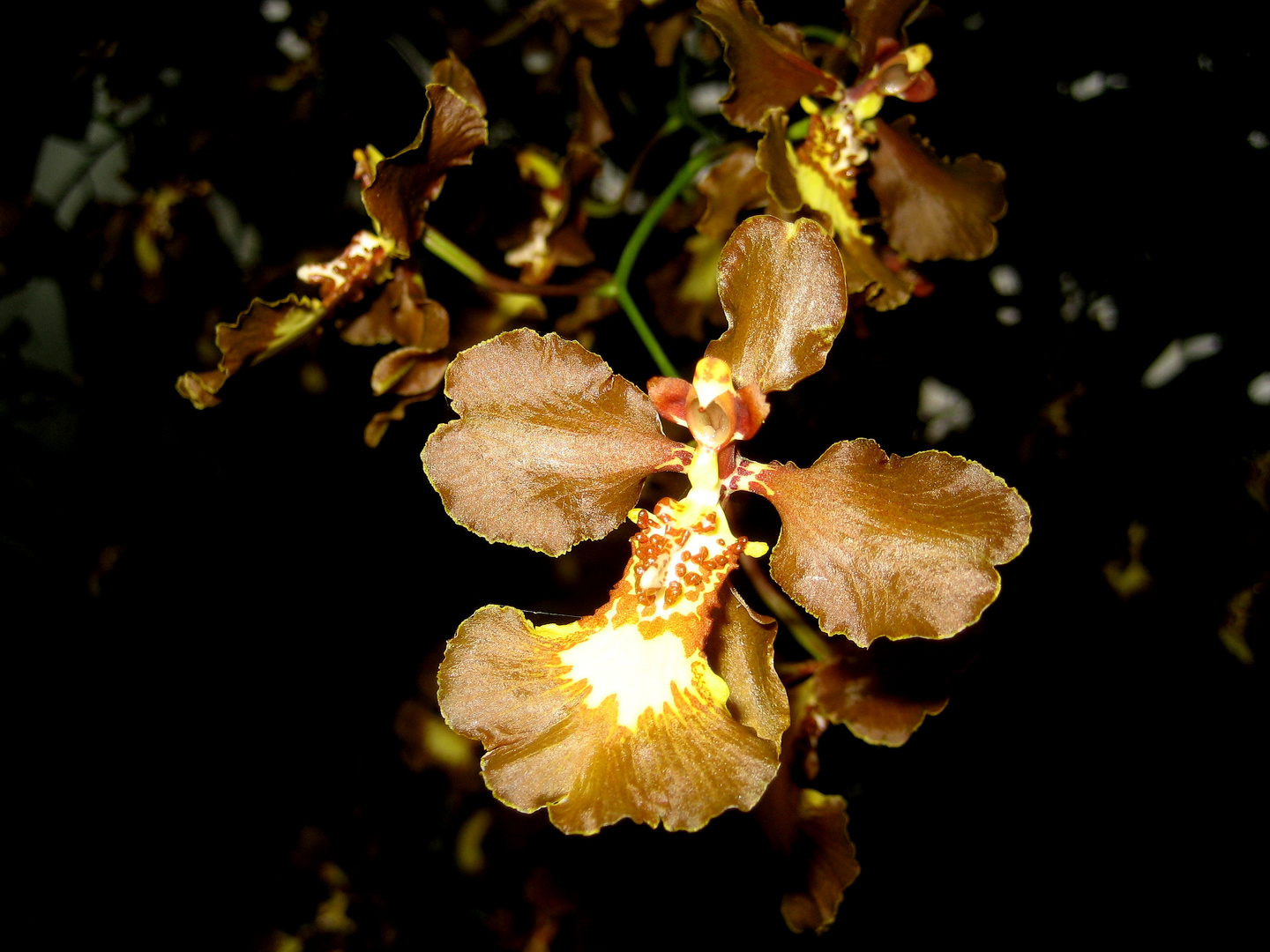 Orchidee - Oncidium forbesii