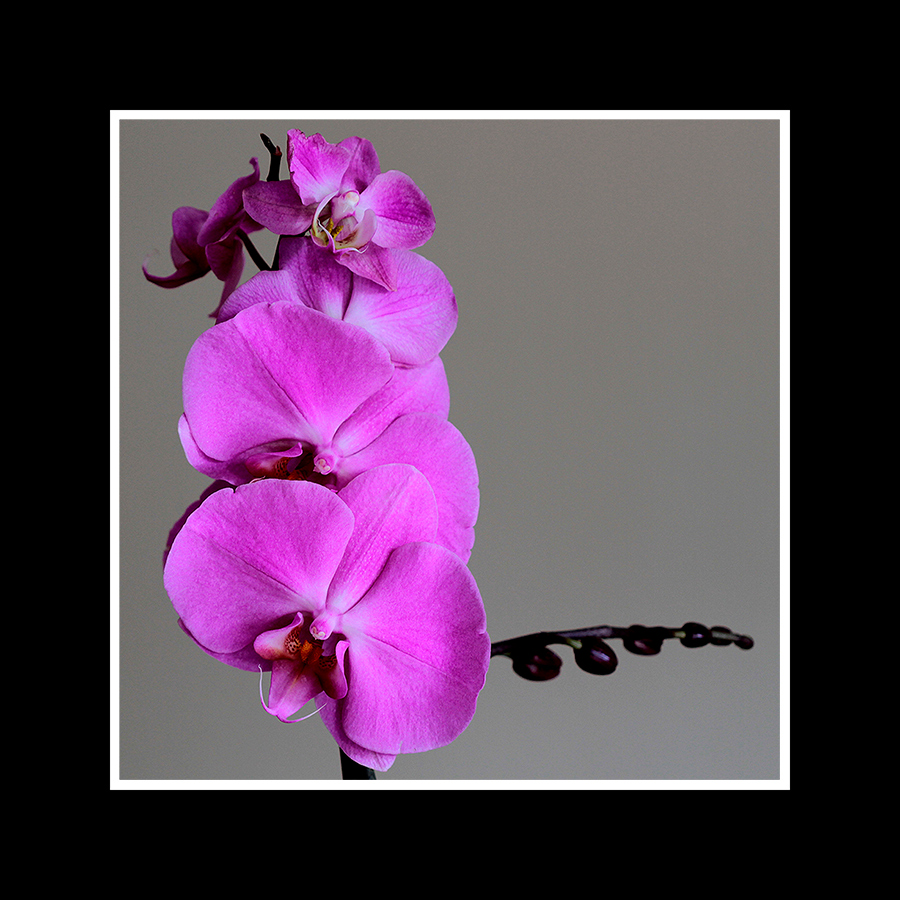 Orchidee one