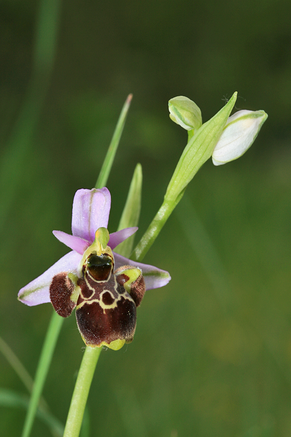 Orchidée (ophrys).