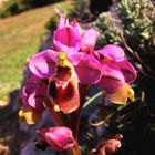 Orchidee (Ophrys holosericea)