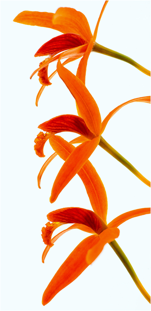 Orchidee (orange)