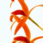 Orchidee (orange)