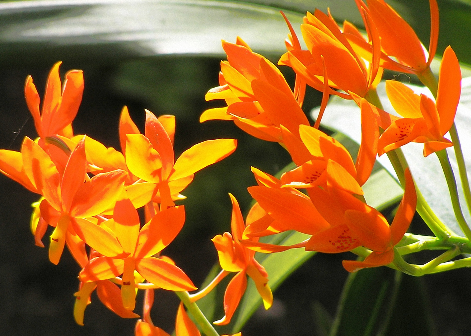 Orchidee. orange-gelb leuchtend