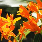 Orchidee. orange-gelb leuchtend