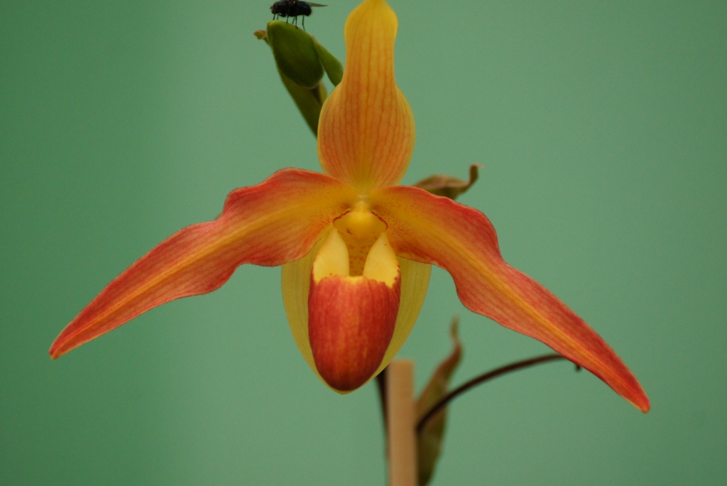 Orchidee orange mit Besuch