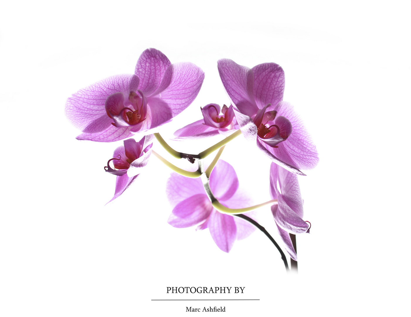 Orchidee / orchid 2