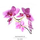 Orchidee / orchid 2