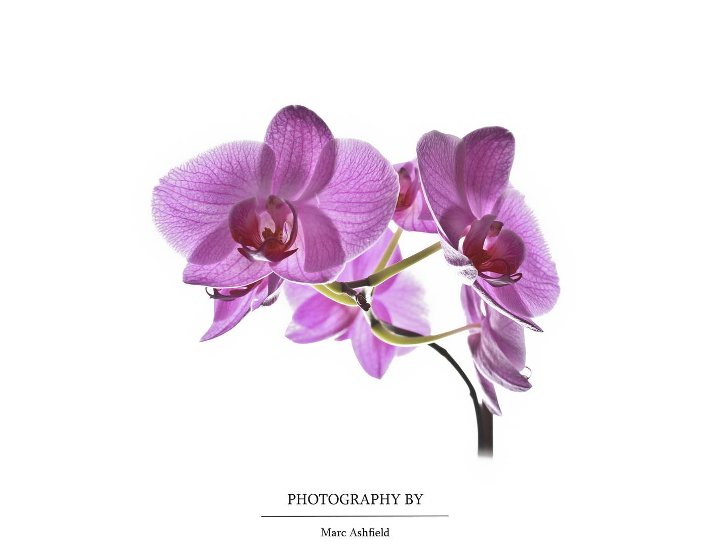 Orchidee / orchid