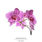 Orchidee / orchid