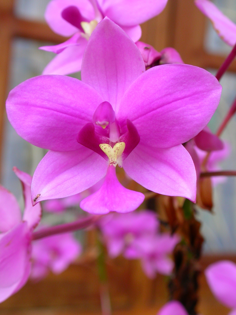 Orchidée - Orchid