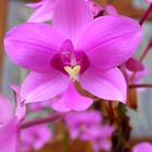 Orchidée - Orchid