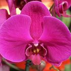 Orchidee -Orchidaceae-