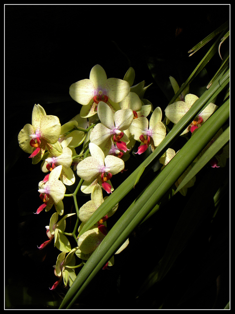 Orchidee - Orchideenausstellung auf der Insel Mainau