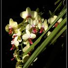 Orchidee - Orchideenausstellung auf der Insel Mainau