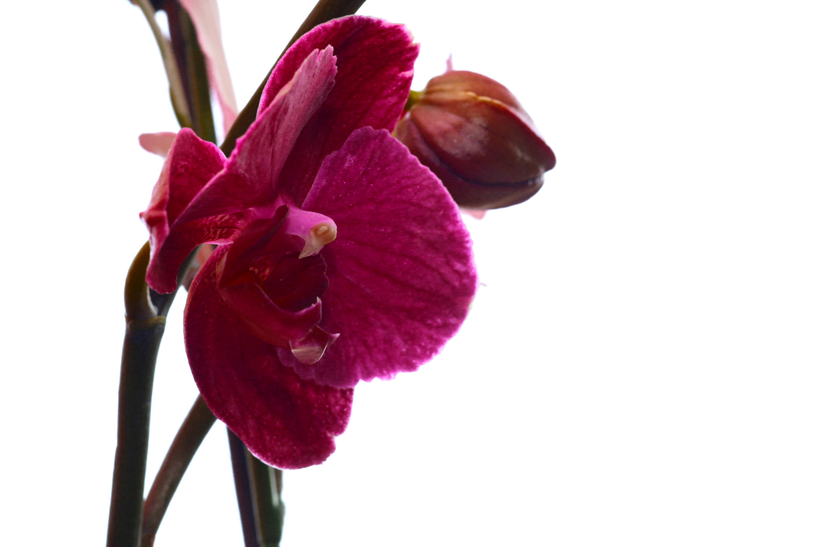 Orchidee original