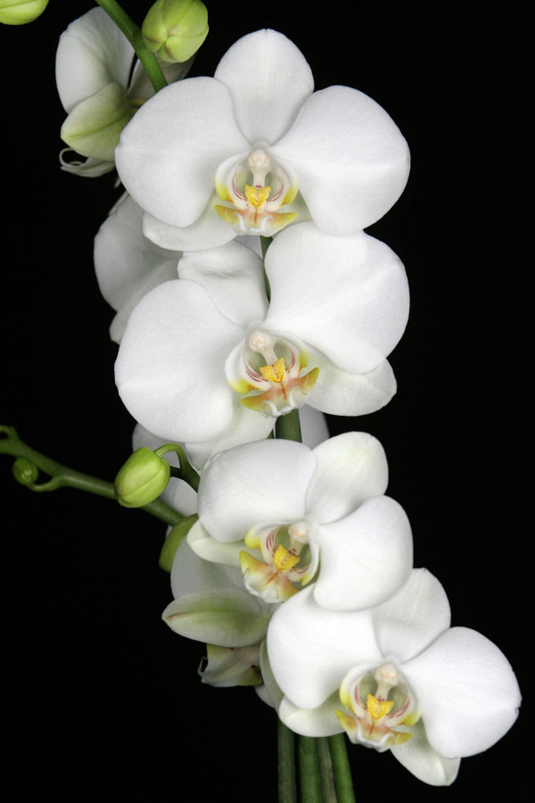 Orchidee (Pahlaenopsis)