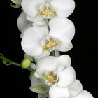 Orchidee (Pahlaenopsis)